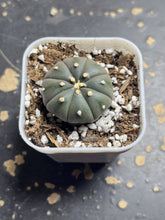 Load image into Gallery viewer, Astrophytum asterias purple
