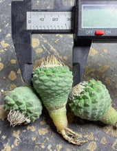 Load image into Gallery viewer, Strombocactus disciformis
