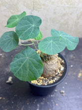 Load image into Gallery viewer, Stephania erecta
