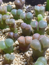 Load image into Gallery viewer, Conophytum Friedrichiae （each）
