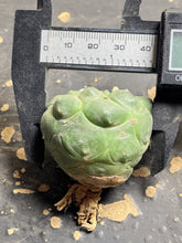 Load image into Gallery viewer, astrophytum asterias
