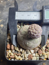 Load image into Gallery viewer, Tephrocactus geometricus
