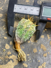 Load image into Gallery viewer, Astrophytum ornatum Fukuryu Hania
