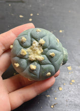Load image into Gallery viewer, Lophophora peyote
