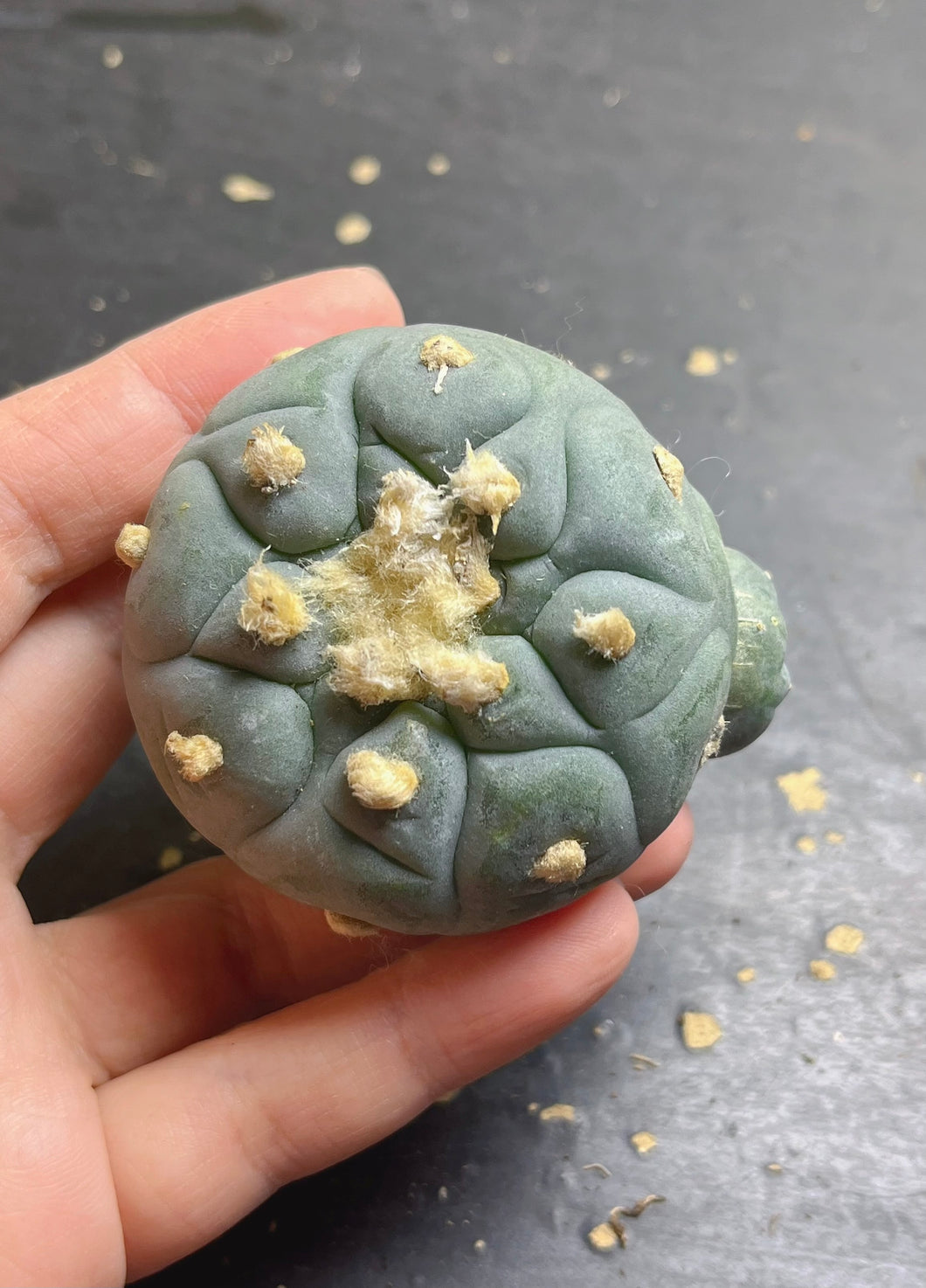 Lophophora peyote