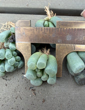 Load image into Gallery viewer, Frithia humilis（each）
