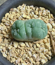 Load image into Gallery viewer, Lophophora peyote crested
