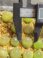 Load image into Gallery viewer, Conophytum Burgeri
