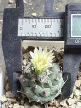 Load image into Gallery viewer, Turbinicarpus schmiedickeanus andersonii
