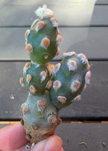 Load image into Gallery viewer, Tephrocactus molinensis
