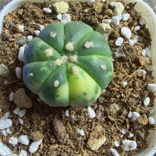 Load image into Gallery viewer, Astrophytum asterias Variegated
