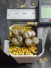 Load image into Gallery viewer, Conophytum pellucidum
