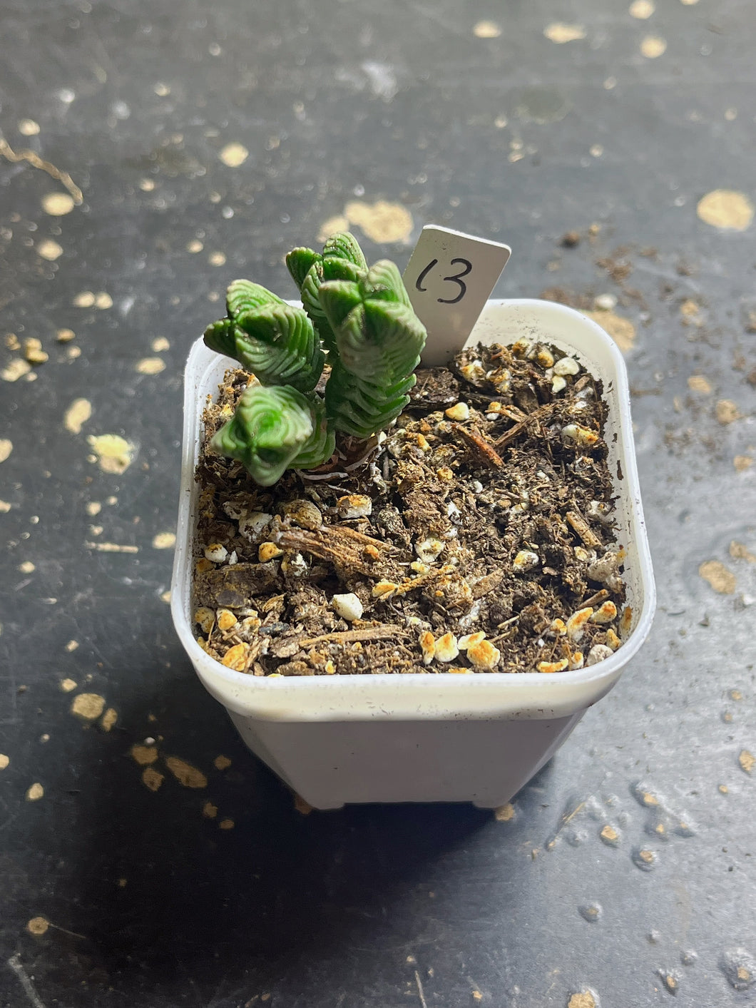 Crassula pyramidalis Thunb.Y