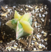 Load image into Gallery viewer, Astrophytum myriostigma variegated
