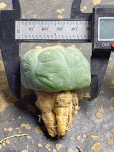 Load image into Gallery viewer, Lophophora peyote

