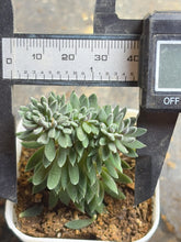 Load image into Gallery viewer, Succulent Sinocrassula yunnanensis crested
