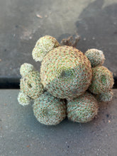 Load image into Gallery viewer, Rebutia heliosa
