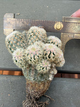 Load image into Gallery viewer, Echinocereus rigidissimus var.
