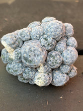 Load image into Gallery viewer, Mammillaria humboldtii
