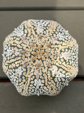 Load image into Gallery viewer, Astrophytum asterias 'Super Kabuto (big)
