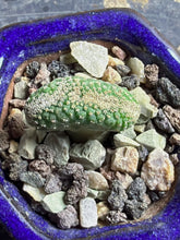 Load image into Gallery viewer, Strombocactus disciformis crested
