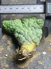 Load image into Gallery viewer, Larryleachia cactiformis crested
