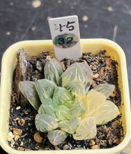 Load image into Gallery viewer, Haworthia variegated
