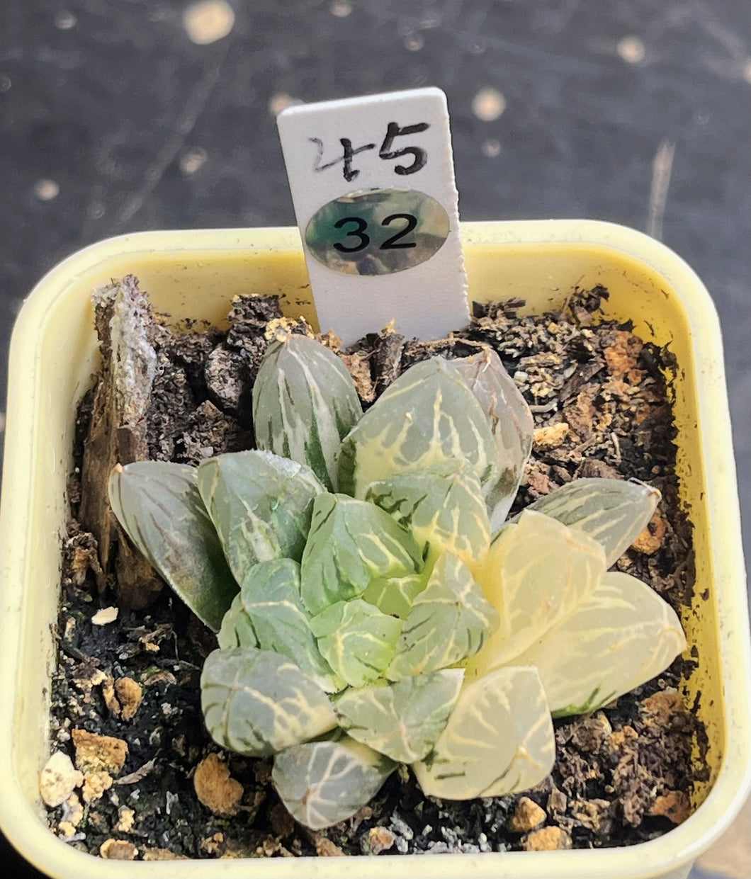 Haworthia variegated