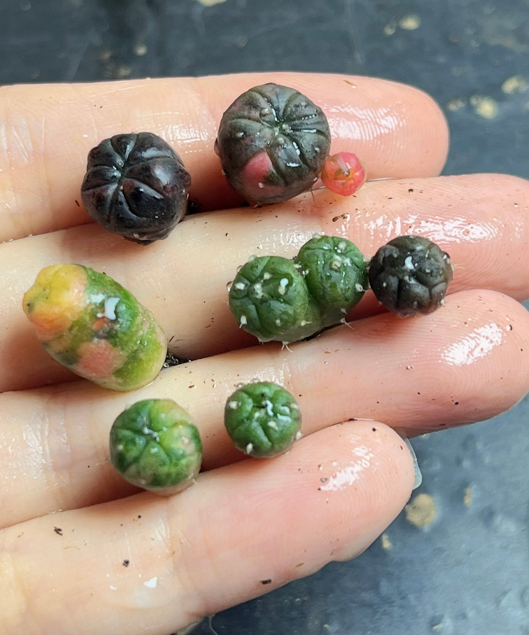 Astrophytum asterias Variegated