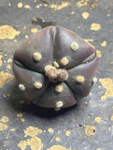 Load image into Gallery viewer, Astrophytum asterias purple
