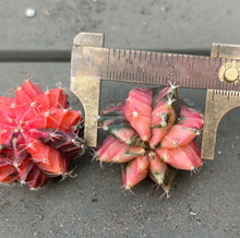Load image into Gallery viewer, Gymnocalycium Friedrichii Variegated
