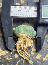 Load image into Gallery viewer, Lophophora peyote crested
