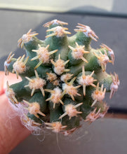 Load image into Gallery viewer, Pygmaeocereus bieblii
