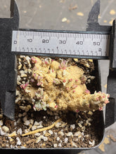 Load image into Gallery viewer, Phyllobolus resurgens
