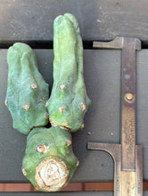 Load image into Gallery viewer, Echinopsis lageniformis f. monstruosa
