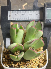 Load image into Gallery viewer, Conophytum bilobum

