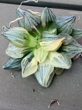 Load image into Gallery viewer, Haworthia magnifica v.atrofusca Variegated

