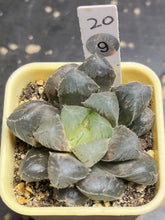 Load image into Gallery viewer, Haworthia variegated
