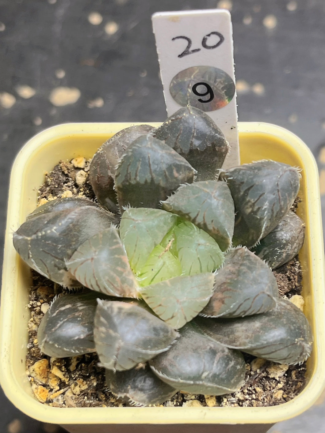 Haworthia variegated