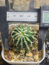 Load image into Gallery viewer, Euphorbia columnaris
