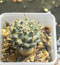 Load image into Gallery viewer, Turbinicarpus schmiedickeanus andersonii（each）
