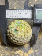 Load image into Gallery viewer, Euphorbia piscidermis
