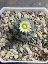 Load image into Gallery viewer, Turbinicarpus schmiedickeanus andersonii
