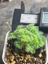 Load image into Gallery viewer, Pelargonium Triste
