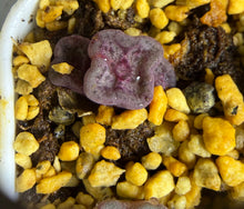 Load image into Gallery viewer, Conophytum cubicum （3‑heads)

