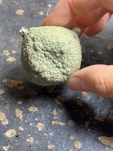 Load image into Gallery viewer, Pseudolithos cubiformis
