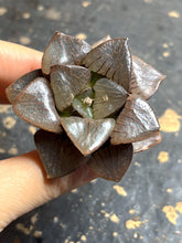 Load image into Gallery viewer, Haworthia Crystal Ball
