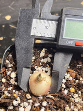 Load image into Gallery viewer, Hyacinthaceae Massonia pustulata
