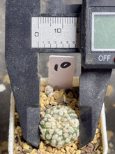 Load image into Gallery viewer, Astrophytum asterias
