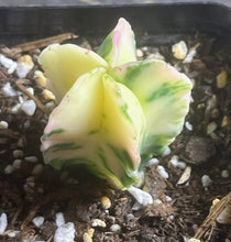Load image into Gallery viewer, Astrophytum myriostigma variegated
